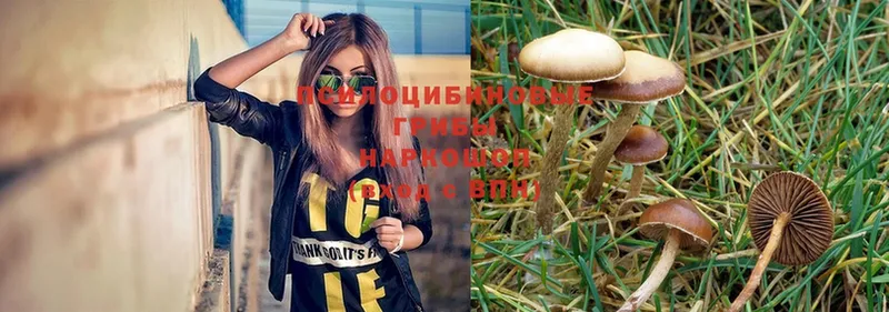 Псилоцибиновые грибы Psilocybine cubensis  Омск 